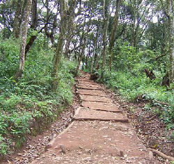 The first day's climb through rainforest was gorgeous.