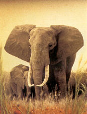 elephant.jpg