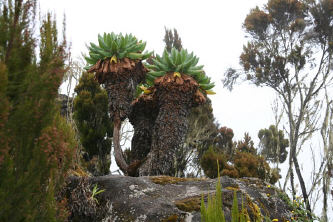 kili2010.jpg